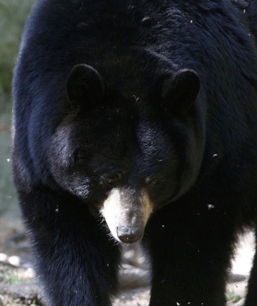 In Japan kommt es seit einigen Jahren vermehrt zu Begegnungen zwischen Menschen und wild lebenden Bären. (Symbolbild)