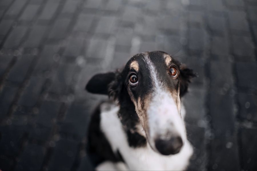 hässlichste hunderassen