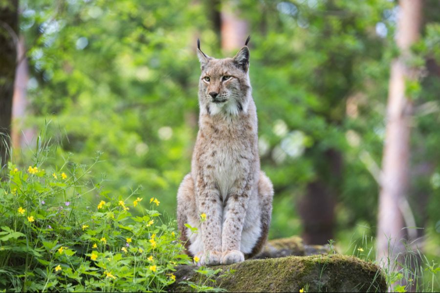 Luchs B903
