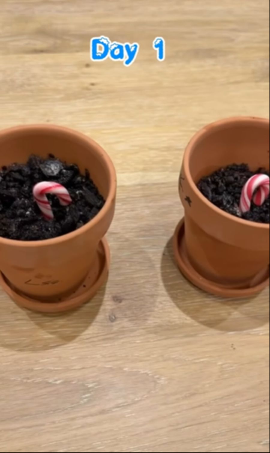 Teigen steckt die Zuckerstangen schliesslich heimlich in die Töpfe.