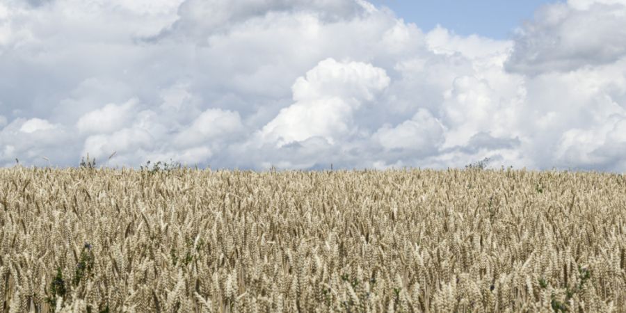 Die Getreidebranche erholte sich 2025 nach dem Einbruch in den Vorjahren. (Archivbild)