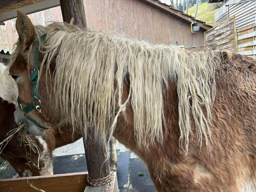 ... verfilzte Mähnen ...