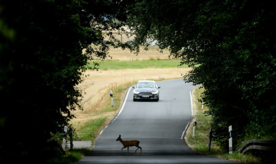 Wird ein Reh bei einem Verkehrsunfall getötet, ist die Polizei oder die Wildhut zu informieren. (Symbolbild)