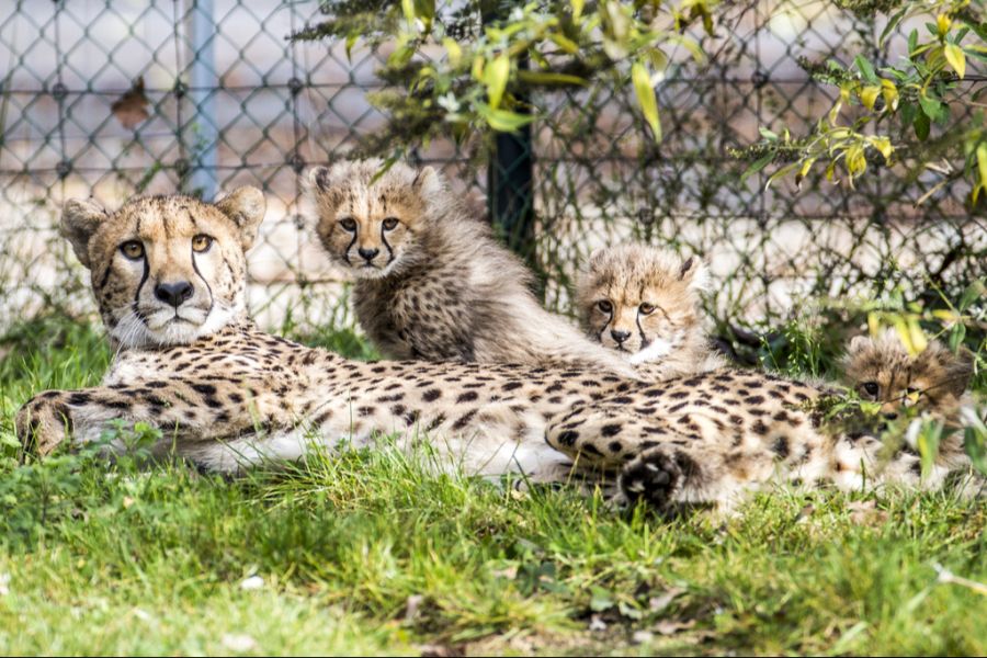 Im Zoo Basel werden die im Verkehr getöteten Rehe unter anderem verwertet, indem sie den Geparden verfüttert werden. (Archivbild von 2014)