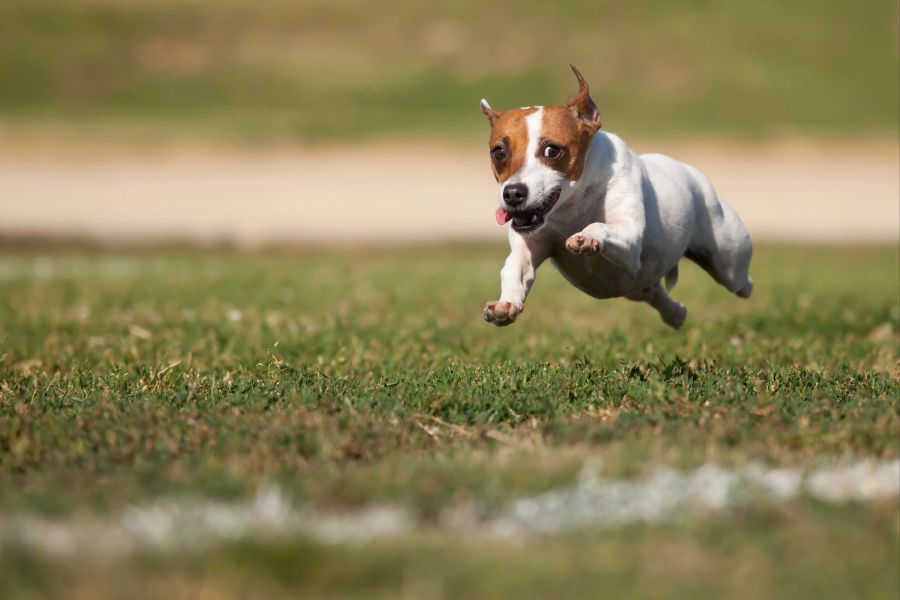 hund zoomie
