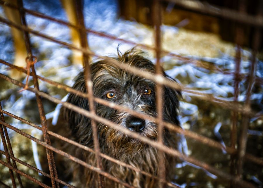 Haustier zu weihnachten schenken