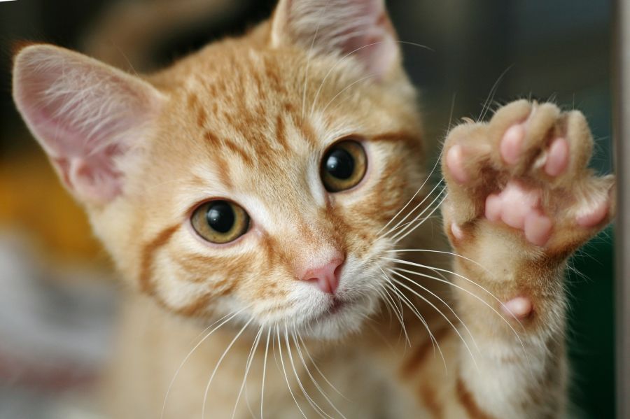 katze verhalten