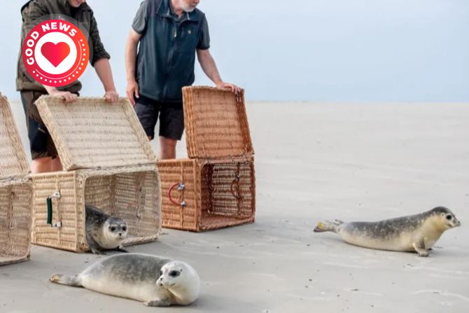 Seehunde