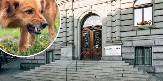 Hund Bern Meitli Angriff