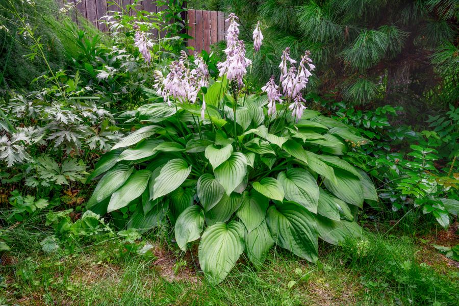 extra-grosse hostas
