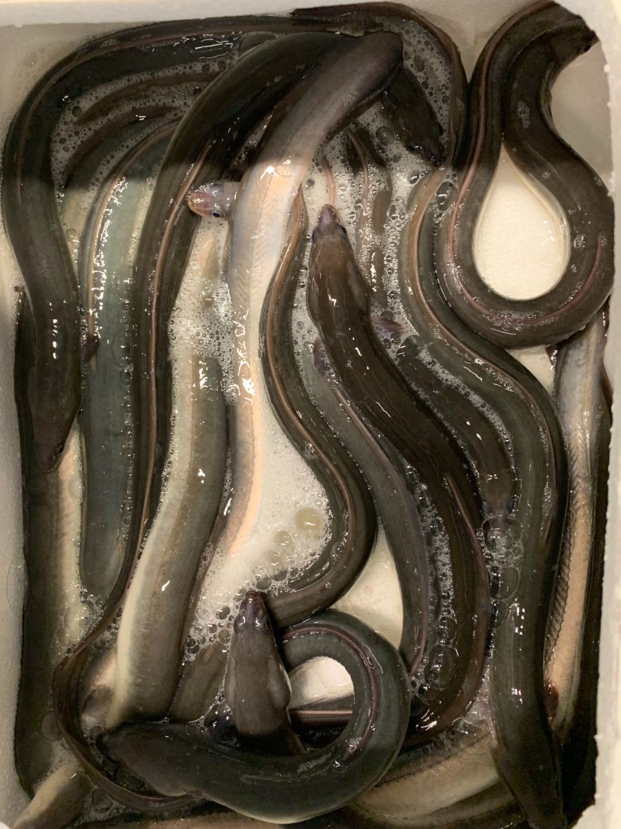 2021 stiessen Zöllner in Chiasso TI im Kofferraum auf 16 zum Grossteil noch lebende Aale.