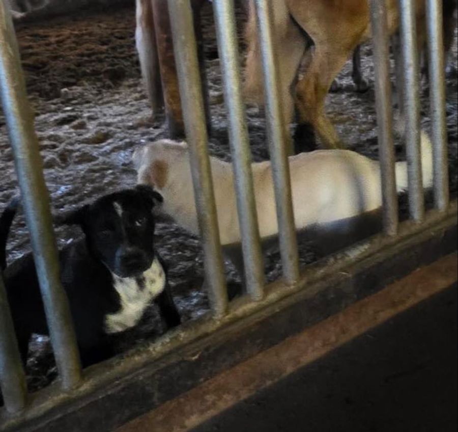 Insgesamt wurden rund 120 Hunde getötet.