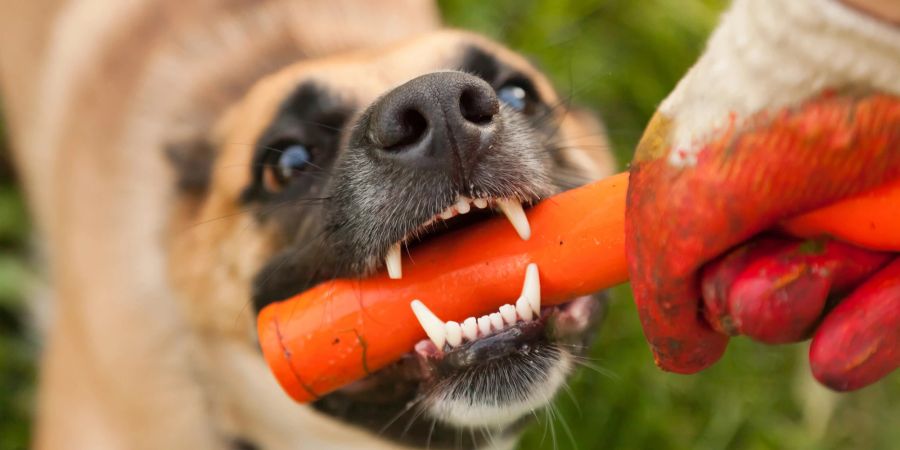 Hund beisst in Spielzeug