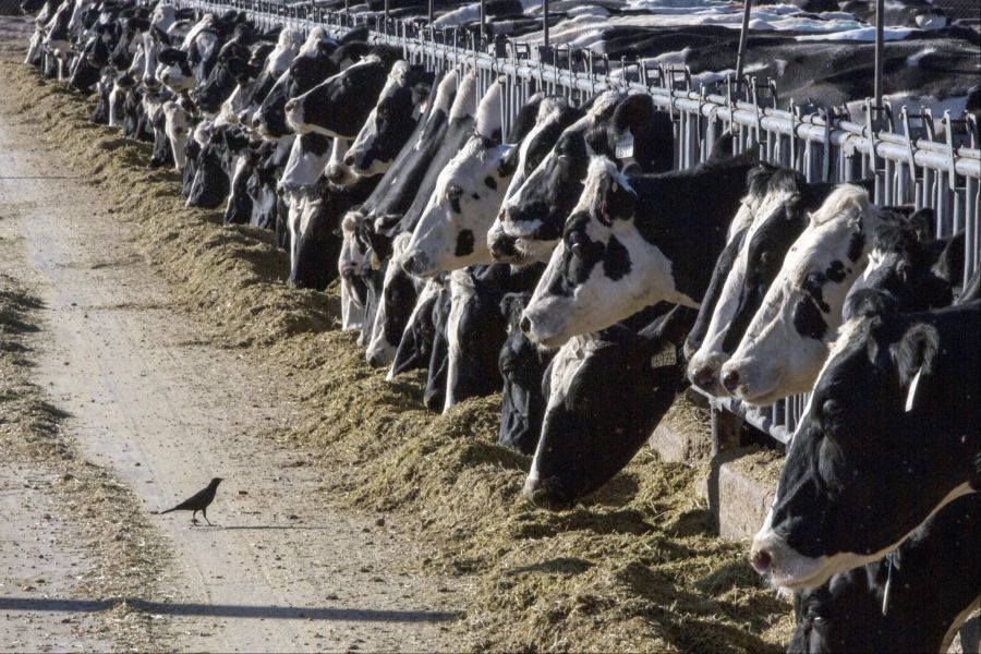 Die Vogelgrippe wurde seit 2021 bei einer wachsenden Zahl von Säugetieren nachgewiesen. So etwa bei Milchkühen in den USA.