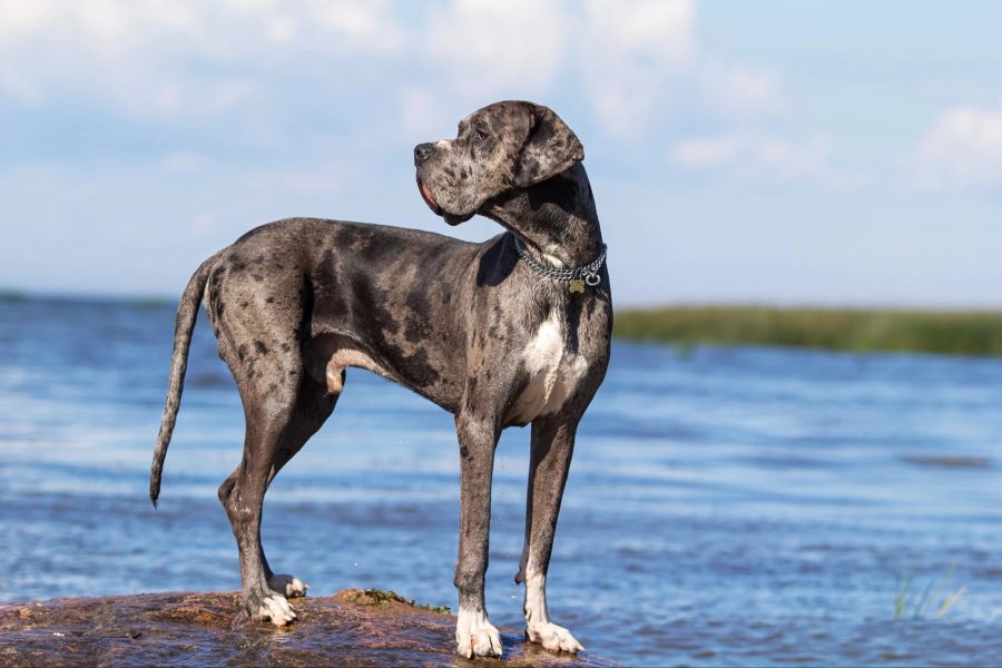 Deutsche Dogge in der Natur.