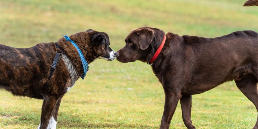 Hunde beschnuppern sich