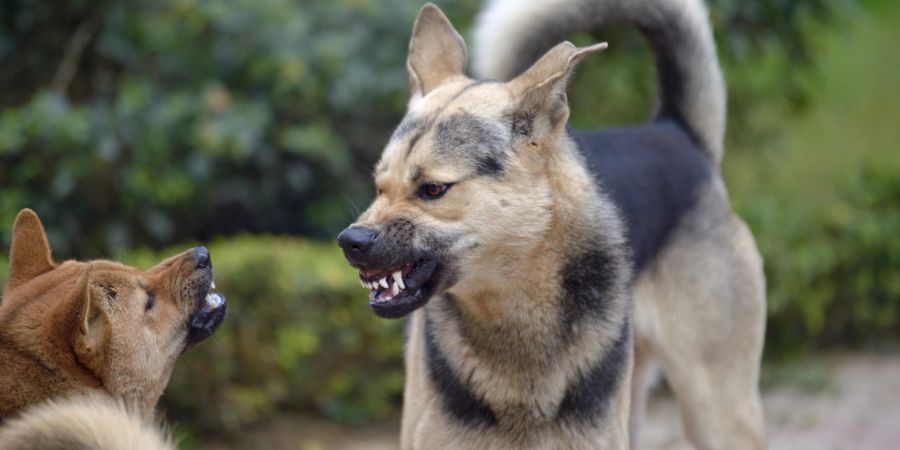 Hunde streiten sich