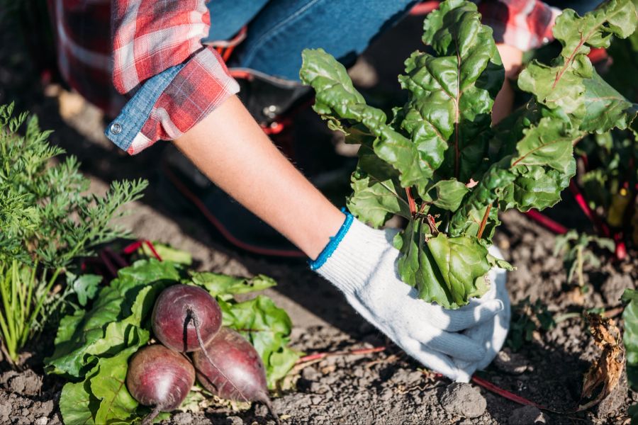 frauenhände pflanzen im garten, rote beete