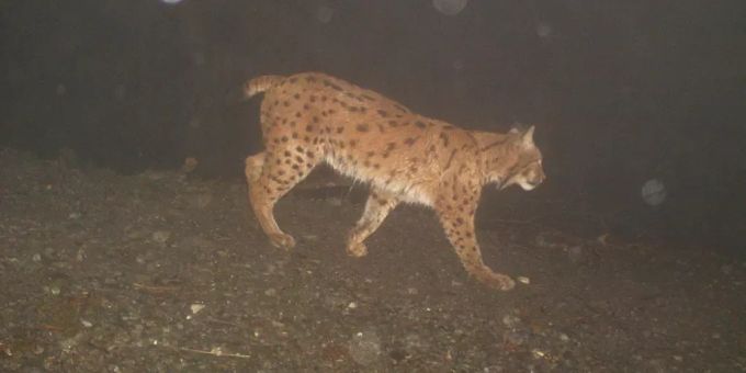 Ein Luchs, der im Februar von einer Fotofalle im Kanton Schwyz aufgenommen wurde. Luchs Fotofalle Schwyz