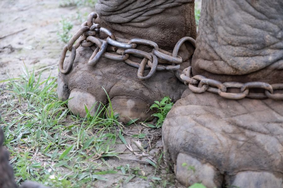 Elefant VIER PFOTEN