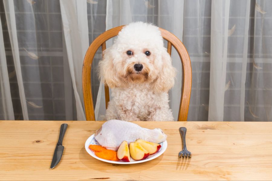 Kleiner Hund am Tisch vor Teller mit rohem Futter.