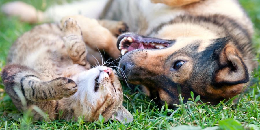 Hund und Katze spielen im Gras