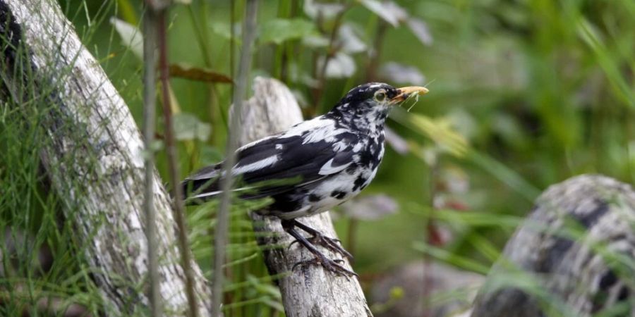 Vögel mit weissen Flecken sind eine Laune der Natur. Farbanomalien kommen weltweit und bei vielen Vogelarten vor, vor allem die schwarz gefärbten Arten fallen auf. (Archivbild)