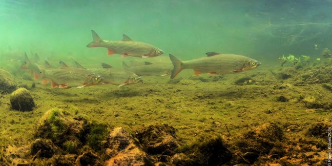 Fischer entdeckt Hunderte Fische einer bedrohten Art. Fischer