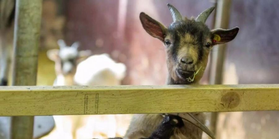 Die Tiere demontieren sogar Steinmauern.