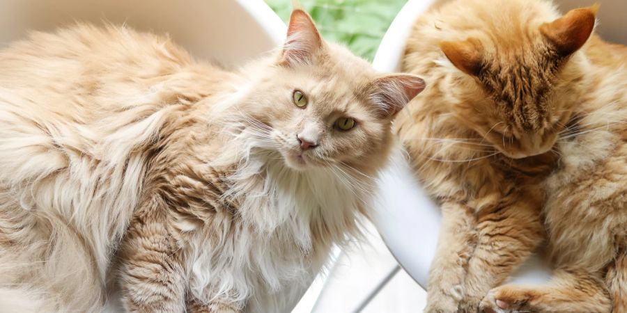 Sollten Katzen besser zu zweit gehalten werden?