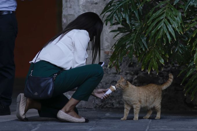 Eine verwilderte Katze, die auf dem Gelände des Nationalpalastes lebt, leckt in Mexiko-Stadt an einem Eis. Katze