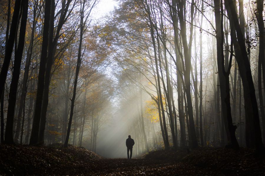 Laut dem Tessiner Bauernverband verschwinden im Tessin ab und zu Hunde im Wald und man weiss nicht, warum.