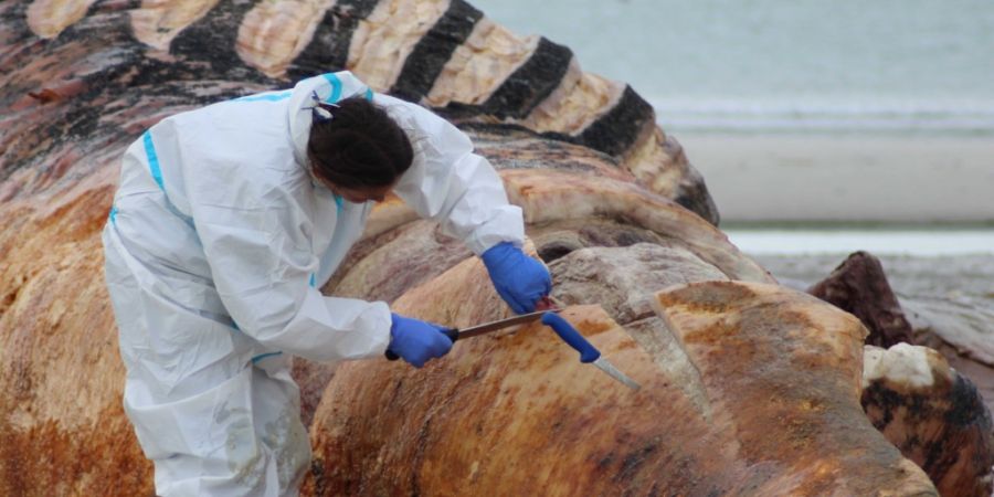 Die Obduktion des als «Timmy» bekannten Buckelwals am Strand der dänischen Insel Anholt hat begonnen. Foto: Kai Moorschlatt/dpa