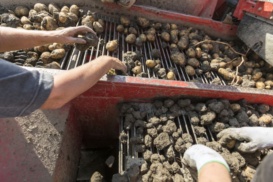 Die Schweizer Kartoffelernte dürfte dieses Jahr unterdurchschnittlich ausfallen.