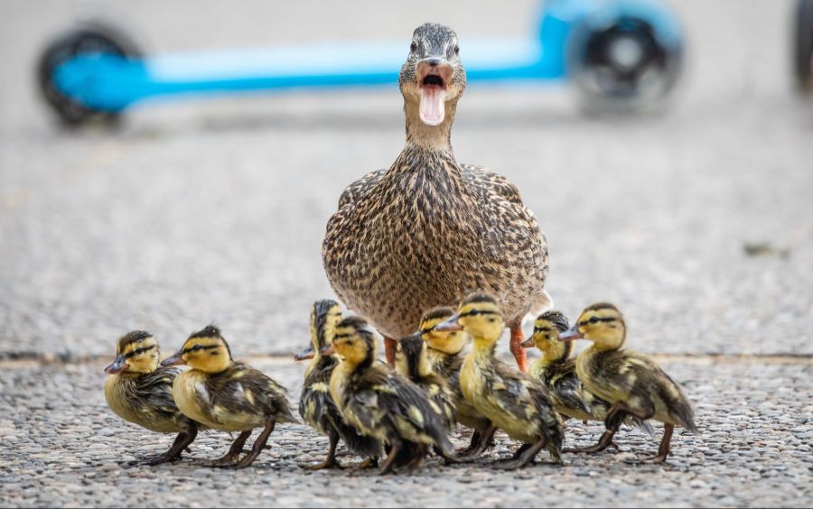 In Dietikon verirrte sich eine Enten-Familie auf die Gleise. (Symbolbild)