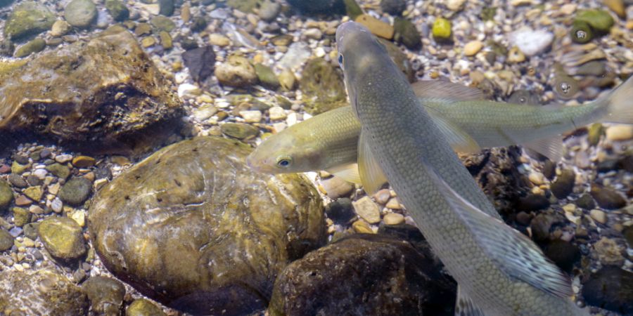 Die Erwärmung der Gewässer und die sinkenende Wasserstände machen den Fischen zu schaffen. Daher gilt im Kanton Solothurn ein Bade- und Fischereiverbot in den kleinen und mittleren F...