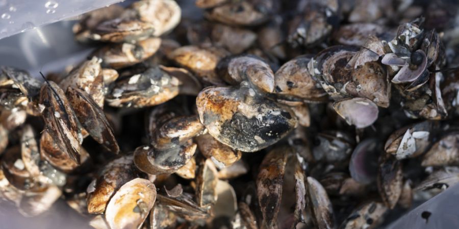 Die Kantone Schaffhausen und Thurgau wollen im Rhein Quaggmuscheln entfernen. Eine grossflächige Beseitigung wird es aber nicht geben. ((Archivbild)