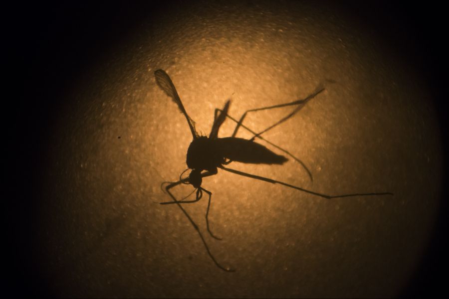 In Frankfurt gibt es zwei weitere Malaria-Fälle.