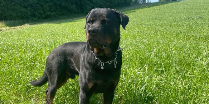 Theron Polizeihund