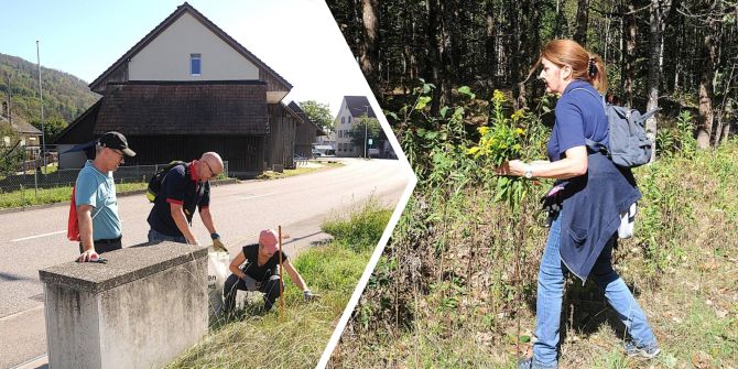 Neubann: Hier wuchert speziell die nordamerikanische Goldrute. - Beat Wyttenbach