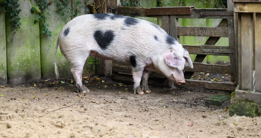 In Boston wurde einem Mann vorübergehend eine Schweineniere transplantiert, um die Wartezeit auf eine menschliche Spenderniere zu überbrücken. (Symbolbild)