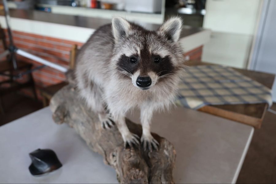 waschbär