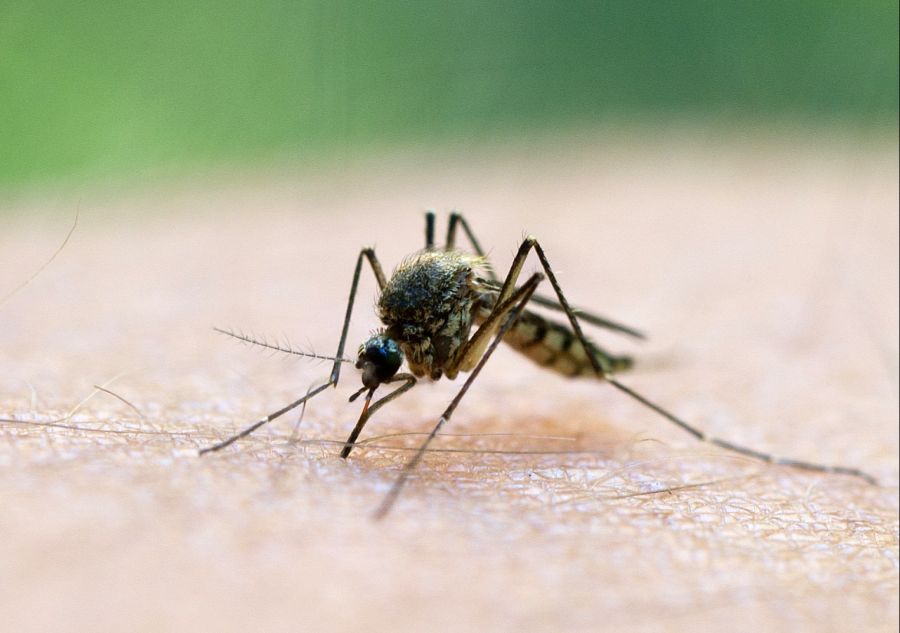malaria