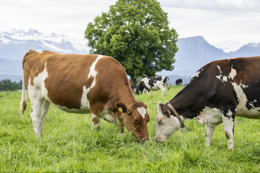 Die Schweiz soll das Grasland für die Milch- und Fleischproduktion nutzen ...