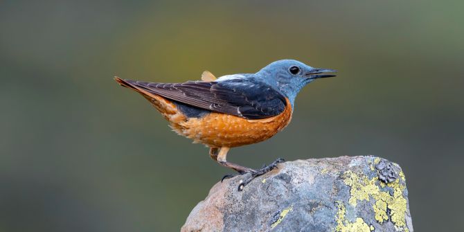 Steinrötel Migration Zugvogel