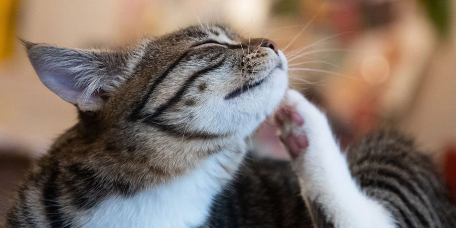 Katzenhalter sollten aufmerksam werden, wenn sich das Tier übermässig kratzt oder vermehrt putzt.