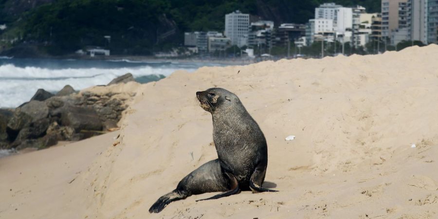 Ungewöhnlicher Besucher: Ein Seebär in Ipanema