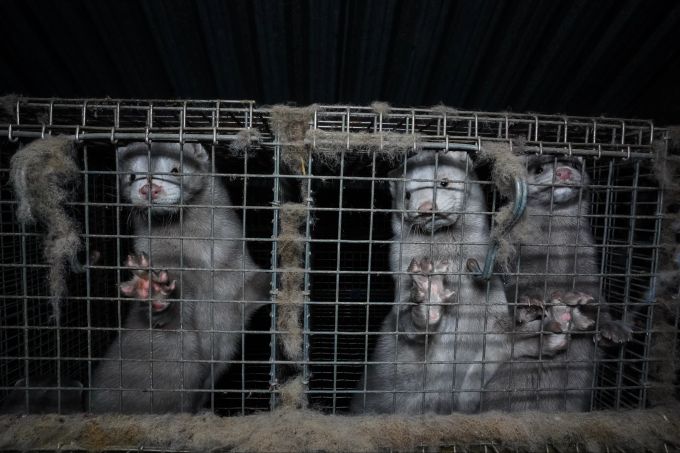 Tiere in sogenannten Pelzfarmen müssen unvorstellbare Leiden über sich ergehen lassen. FOUR PAWS