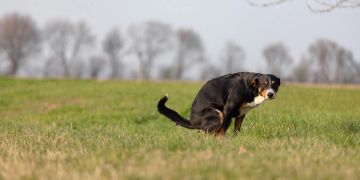 Hund kot stuhl rot blut