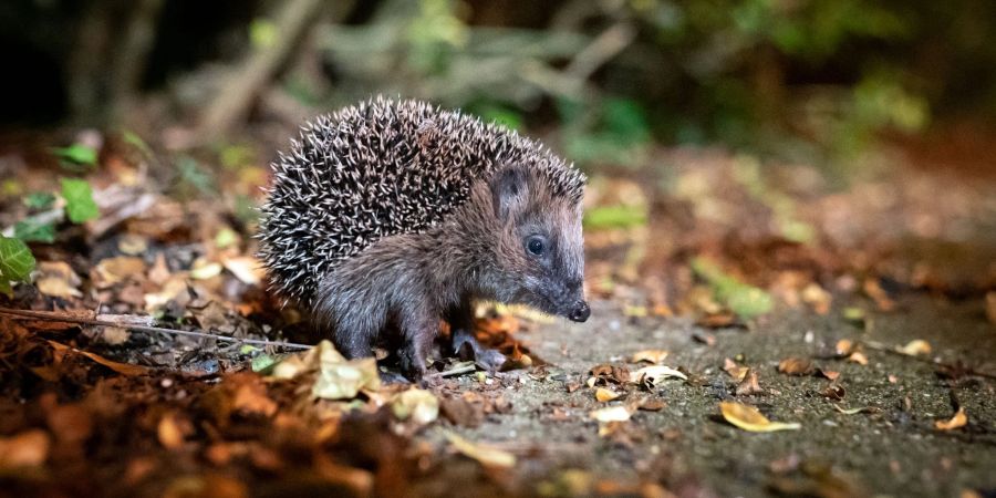 Selbst der heimische Igel ist bedroht. (Archivbild)